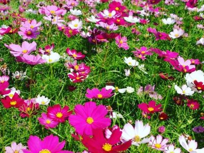 [武庫川コスモス園#ぶどうの木 #ぶどうの木デイサービス #デイサービス #通所介護 #地域密着型 #地域密着型通所介護 #通所サービス #予防介護 #予防専門型通所サービス #介護 #介護事業 #高齢者 #要介護 #要支援 #健康 #福祉 #西宮市 #西宮 #みやっこケアノート #手作りランチ #あなたの大切な一日をここで #デイサービスの一日 #コスモス #コスモス園]