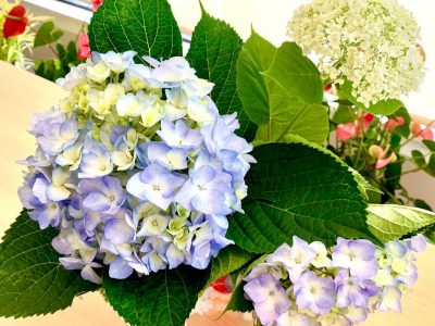 デイルームに紫陽花#ぶどうの木 #ぶどうの木デイサービス #デイサービス #通所介護 #地域密着型 #地域密着型通所介護 #通所サービス #予防介護 #予防専門型通所サービス #介護 #介護事業 #高齢者 #要介護 #要支援 #健康 #福祉 #西宮市 #西宮 #みやっこケアノート #手作りランチ #あなたの大切な一日をここで #デイサービスの一日 ぶどうの木 デイサービス from Instagram