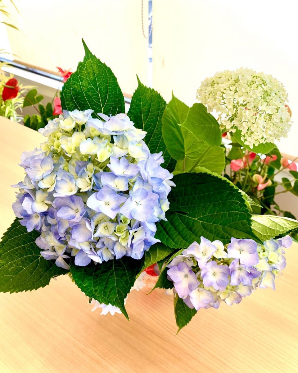 デイルームに紫陽花#ぶどうの木 #ぶどうの木デイサービス #デイサービス #通所介護 #地域密着型 #地域密着型通所介護 #通所サービス #予防介護 #予防専門型通所サービス #介護 #介護事業 #高齢者 #要介護 #要支援 #健康 #福祉 #西宮市 #西宮 #みやっこケアノート #手作りランチ #あなたの大切な一日をここで #デイサービスの一日 ぶどうの木 デイサービス from Instagram