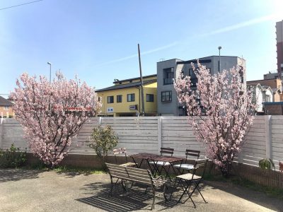 桜の木(薩摩彼岸)が満開になりました ぶどうの木 デイサービス from Instagram