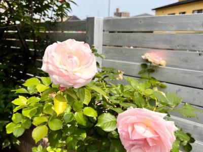 お庭には薔薇が咲いてます ぶどうの木 デイサービス from Instagram